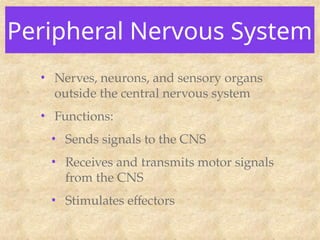 Peripheral Nervous System
• Nerves, neurons, and sensory organs
outside the central nervous system
• Functions:
• Sends signals to the CNS
• Receives and transmits motor signals
from the CNS
• Stimulates effectors
 