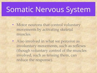 Somatic Nervous System
• Motor neurons that control voluntary
movements by activating skeletal
muscles.
• Also involved in what we perceive as
involuntary movements, such as reflexes
(though voluntary control of the muscles
involved, such as tensing them, can
reduce the response).
 
