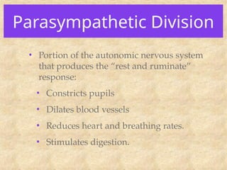 Parasympathetic Division
• Portion of the autonomic nervous system
that produces the “rest and ruminate”
response:
• Constricts pupils
• Dilates blood vessels
• Reduces heart and breathing rates.
• Stimulates digestion.
 
