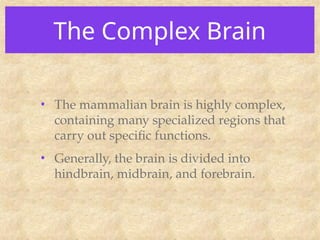 The Complex Brain
• The mammalian brain is highly complex,
containing many specialized regions that
carry out specific functions.
• Generally, the brain is divided into
hindbrain, midbrain, and forebrain.
 