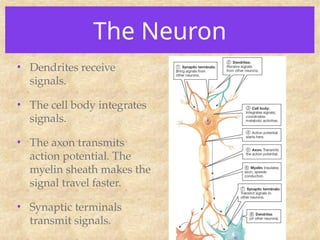 The Neuron
• Dendrites receive
signals.
• The cell body integrates
signals.
• The axon transmits
action potential. The
myelin sheath makes the
signal travel faster.
• Synaptic terminals
transmit signals.
 
