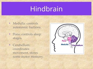 Hindbrain
• Medulla: controls
autonomic fuctions.
• Pons: controls sleep
stages.
• Cerebellum:
coordinates
movement, stores
some motor memory.
 
