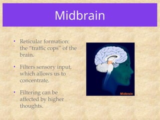 Midbrain
• Reticular formation:
the “traffic cops” of the
brain.
• Filters sensory input,
which allows us to
concentrate.
• Filtering can be
affected by higher
thoughts.
 