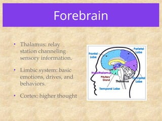 Forebrain
• Thalamus: relay
station channeling
sensory information.
• Limbic system: basic
emotions, drives, and
behaviors.
• Cortex: higher thought
 