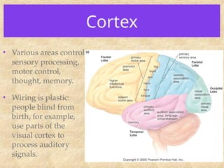 Cortex
• Various areas control
sensory processing,
motor control,
thought, memory.
• Wiring is plastic:
people blind from
birth, for example,
use parts of the
visual cortex to
process auditory
signals.
 