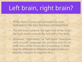 Left brain, right brain?
• While there is some specialization to each
hemisphere, the idea has been oversimplified.
• The left brain controls the right half of the body;
the right brain controls the left half of the body.
• However, “right brain” or “left brain” functions
such as math, language, etc. produce activity on
both sides of the brain, and processing of these
may be different in different people (males vs.
females, novices vs. experts, etc.).
 