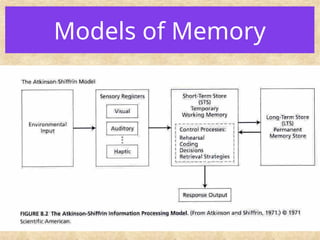 Models of Memory
 