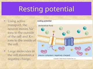 Resting potential
• Using active
transport, the
neuron moves Na+
ions to the outside
of the cell and K+
ions to the inside of
the cell.
• Large molecules in
the cell maintain a
negative charge.
 