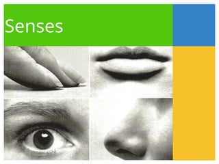 Senses
 