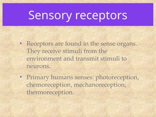 Sensory receptors
• Receptors are found in the sense organs.
They receive stimuli from the
environment and transmit stimuli to
neurons.
• Primary humans senses: photoreception,
chemoreception, mechanoreception,
thermoreception.
 