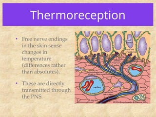 Thermoreception
• Free nerve endings
in the skin sense
changes in
temperature
(differences rather
than absolutes).
• These are directly
transmitted through
the PNS.
 