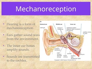 Mechanoreception
• Hearing is a form of
mechanoreception.
• Ears gather sound waves
from the environment.
• The inner ear bones
amplify sounds.
• Sounds are transmitted
to the cochlea.
 