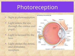 Photoreception
• Sight is photoreception.
• Light enters the eye
through the cornea and
pupil.
• Light is focused by the
lens.
• Light strikes the retina,
and stimulates
receptors.
 