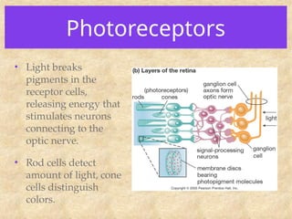 Photoreceptors
• Light breaks
pigments in the
receptor cells,
releasing energy that
stimulates neurons
connecting to the
optic nerve.
• Rod cells detect
amount of light, cone
cells distinguish
colors.
 