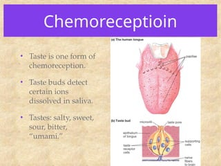 Chemoreceptioin
• Taste is one form of
chemoreception.
• Taste buds detect
certain ions
dissolved in saliva.
• Tastes: salty, sweet,
sour, bitter,
“umami.”
 