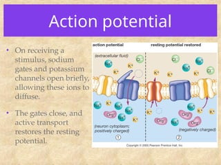 Action potential
• On receiving a
stimulus, sodium
gates and potassium
channels open briefly,
allowing these ions to
diffuse.
• The gates close, and
active transport
restores the resting
potential.
 