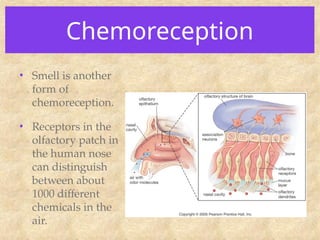 Chemoreception
• Smell is another
form of
chemoreception.
• Receptors in the
olfactory patch in
the human nose
can distinguish
between about
1000 different
chemicals in the
air.
 
