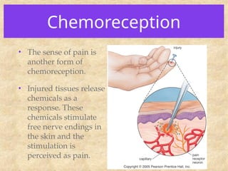 Chemoreception
• The sense of pain is
another form of
chemoreception.
• Injured tissues release
chemicals as a
response. These
chemicals stimulate
free nerve endings in
the skin and the
stimulation is
perceived as pain.
 