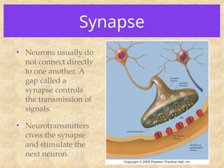 Synapse
• Neurons usually do
not connect directly
to one another. A
gap called a
synapse controls
the transmission of
signals.
• Neurotransmitters
cross the synapse
and stimulate the
next neuron.
 