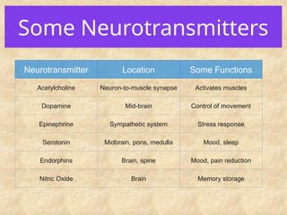 Some Neurotransmitters
Neurotransmitter Location Some Functions
Acetylcholine Neuron-to-muscle synapse Activates muscles
Dopamine Mid-brain Control of movement
Epinephrine Sympathetic system Stress response
Serotonin Midbrain, pons, medulla Mood, sleep
Endorphins Brain, spine Mood, pain reduction
Nitric Oxide Brain Memory storage
 