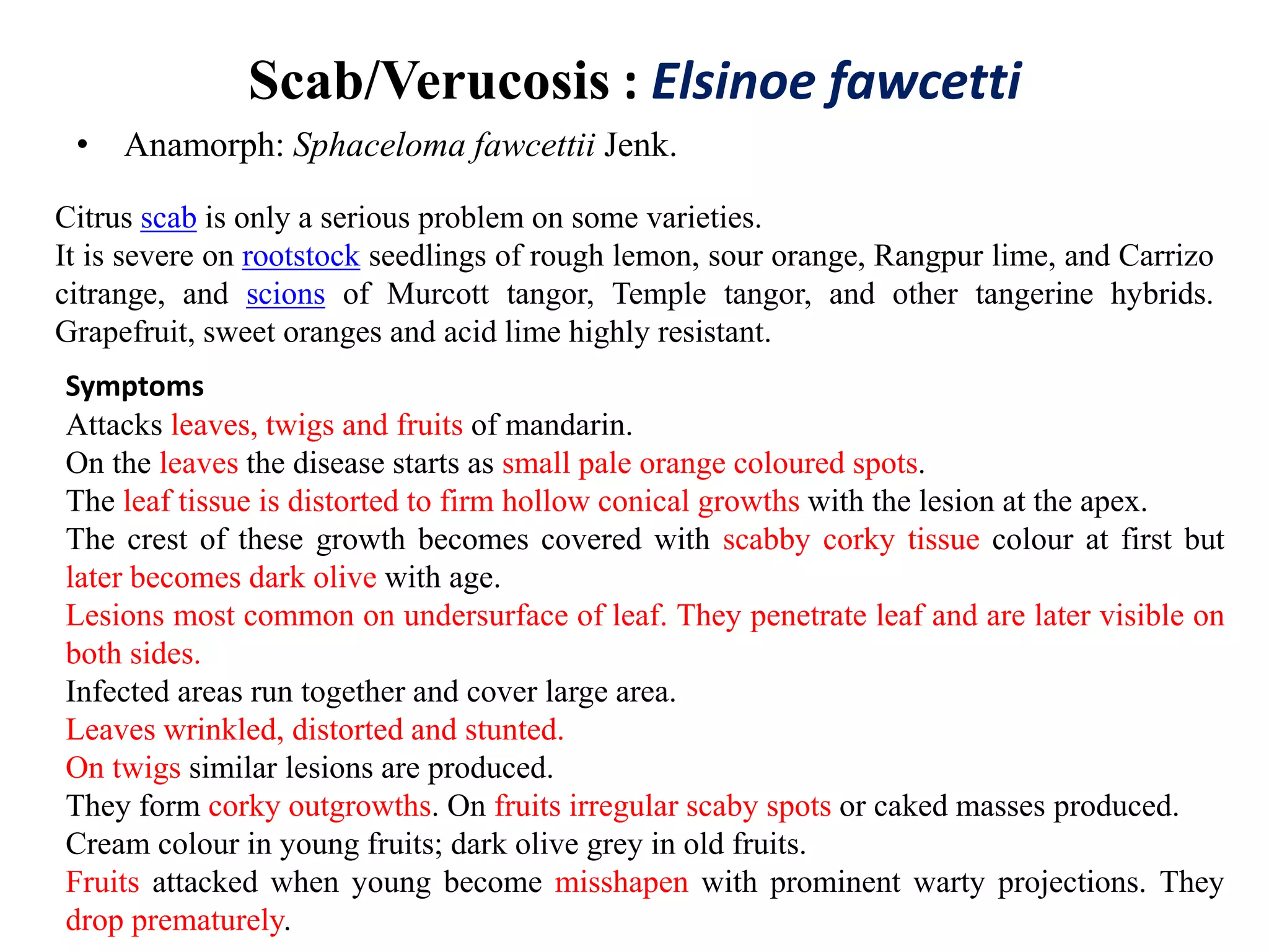 Scab/Verucosis : Elsinoe fawcetti
• Anamorph: Sphaceloma fawcettii Jenk.
Citrus scab is only a serious problem on some varieties.
It is severe on rootstock seedlings of rough lemon, sour orange, Rangpur lime, and Carrizo
citrange, and scions of Murcott tangor, Temple tangor, and other tangerine hybrids.
Grapefruit, sweet oranges and acid lime highly resistant.
Symptoms
Attacks leaves, twigs and fruits of mandarin.
On the leaves the disease starts as small pale orange coloured spots.
The leaf tissue is distorted to firm hollow conical growths with the lesion at the apex.
The crest of these growth becomes covered with scabby corky tissue colour at first but
later becomes dark olive with age.
Lesions most common on undersurface of leaf. They penetrate leaf and are later visible on
both sides.
Infected areas run together and cover large area.
Leaves wrinkled, distorted and stunted.
On twigs similar lesions are produced.
They form corky outgrowths. On fruits irregular scaby spots or caked masses produced.
Cream colour in young fruits; dark olive grey in old fruits.
Fruits attacked when young become misshapen with prominent warty projections. They
drop prematurely.
 