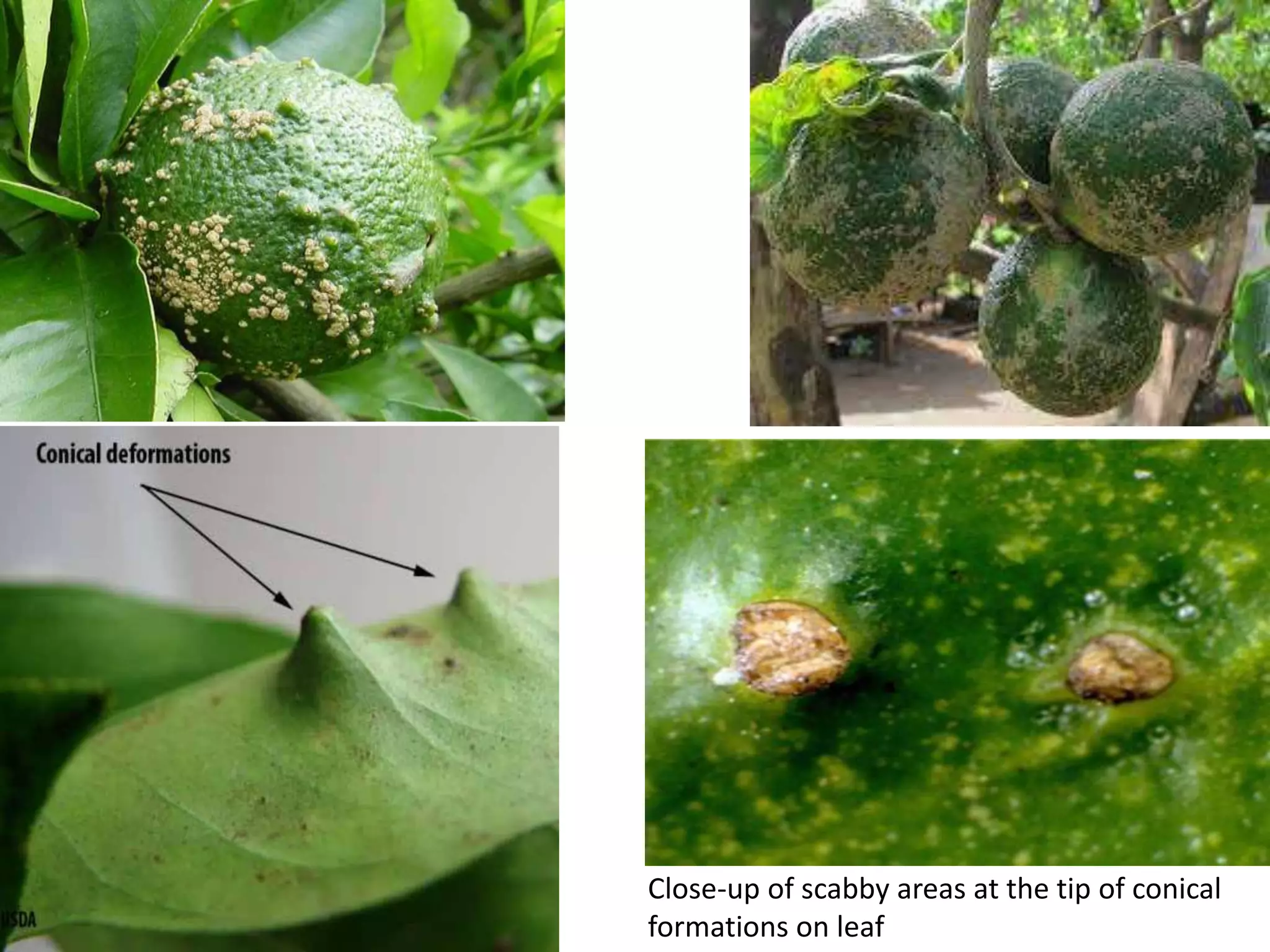 Close-up of scabby areas at the tip of conical
formations on leaf
 