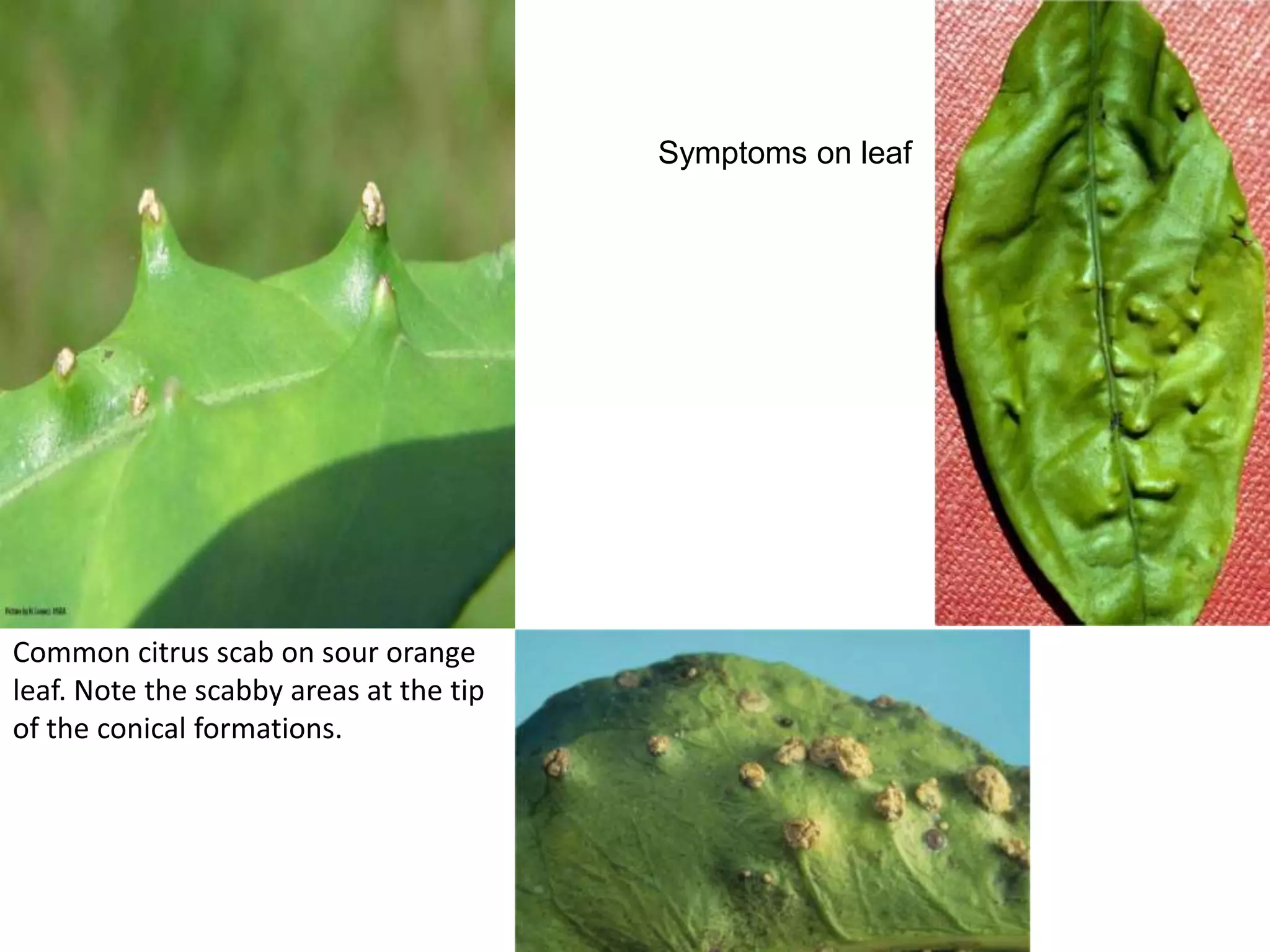 Common citrus scab on sour orange
leaf. Note the scabby areas at the tip
of the conical formations.
Symptoms on leaf
 