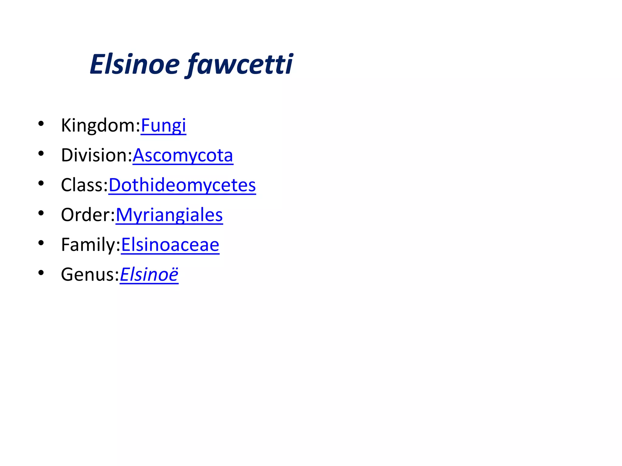 • Kingdom:Fungi
• Division:Ascomycota
• Class:Dothideomycetes
• Order:Myriangiales
• Family:Elsinoaceae
• Genus:Elsinoë
Elsinoe fawcetti
 