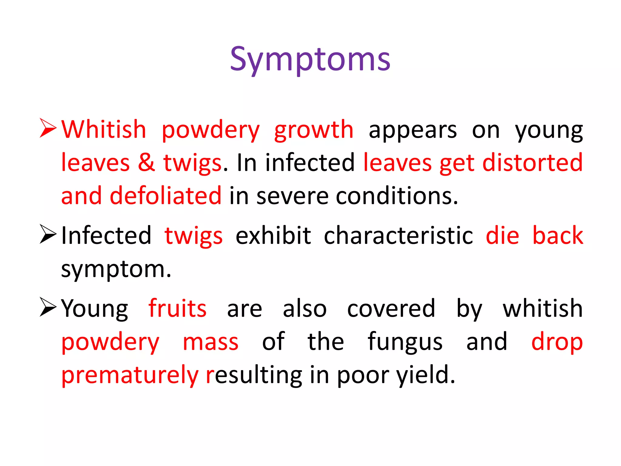 Symptoms
Whitish powdery growth appears on young
leaves & twigs. In infected leaves get distorted
and defoliated in severe conditions.
Infected twigs exhibit characteristic die back
symptom.
Young fruits are also covered by whitish
powdery mass of the fungus and drop
prematurely resulting in poor yield.
 