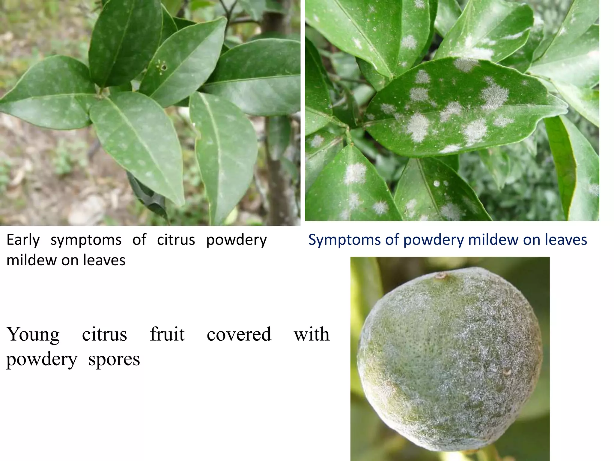 Early symptoms of citrus powdery
mildew on leaves
Symptoms of powdery mildew on leaves
Young citrus fruit covered with
powdery spores
 