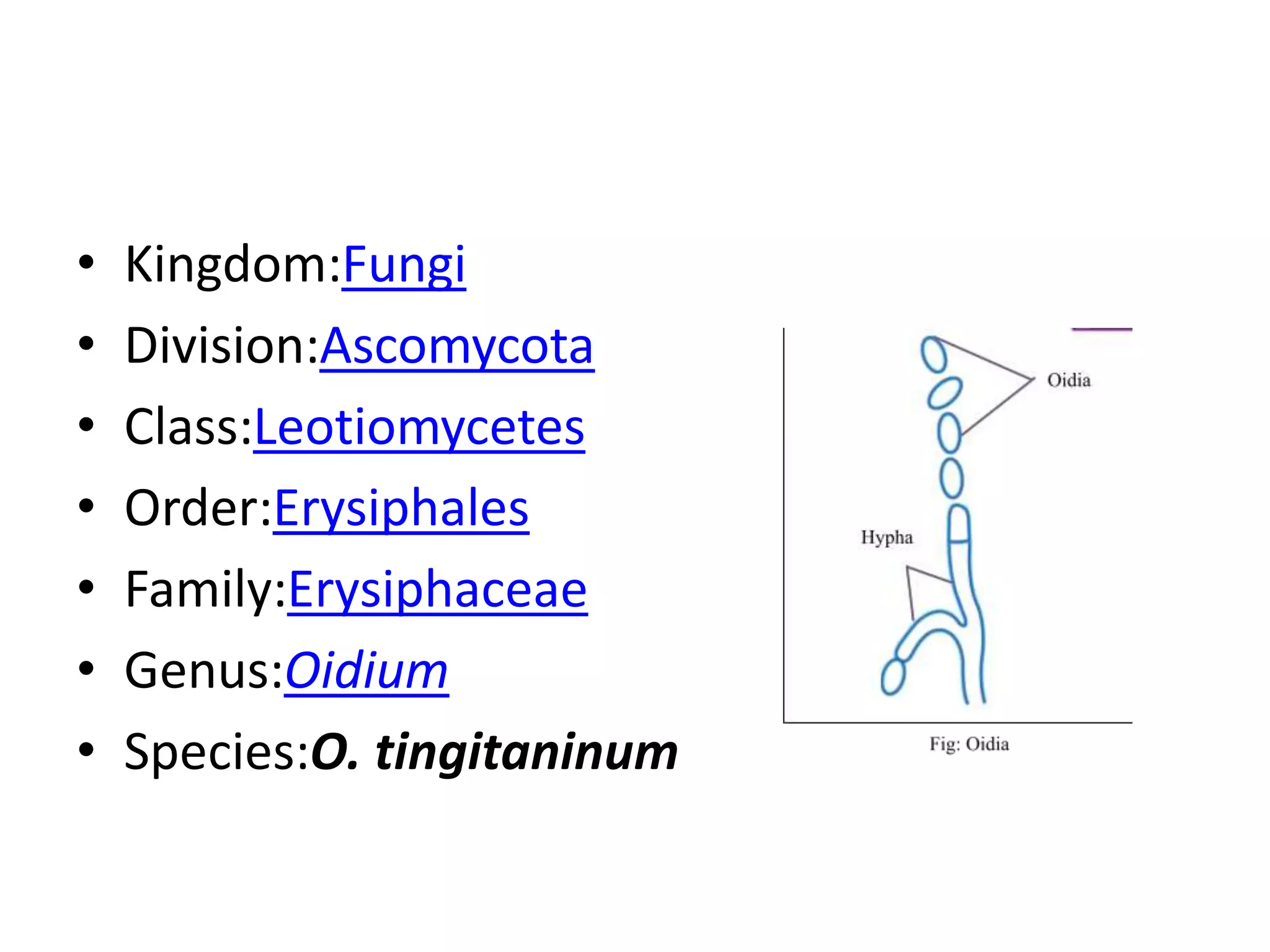• Kingdom:Fungi
• Division:Ascomycota
• Class:Leotiomycetes
• Order:Erysiphales
• Family:Erysiphaceae
• Genus:Oidium
• Species:O. tingitaninum
 