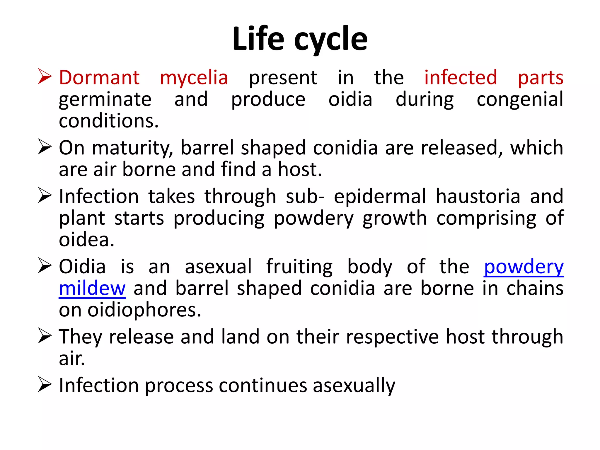 Life cycle
 Dormant mycelia present in the infected parts
germinate and produce oidia during congenial
conditions.
 On maturity, barrel shaped conidia are released, which
are air borne and find a host.
 Infection takes through sub- epidermal haustoria and
plant starts producing powdery growth comprising of
oidea.
 Oidia is an asexual fruiting body of the powdery
mildew and barrel shaped conidia are borne in chains
on oidiophores.
 They release and land on their respective host through
air.
 Infection process continues asexually
 