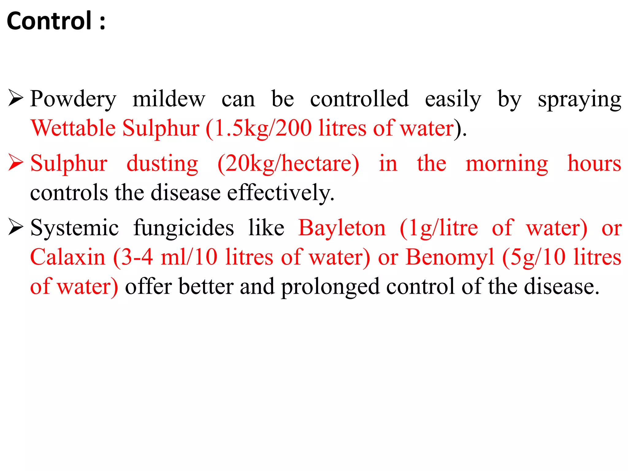 Control :
 Powdery mildew can be controlled easily by spraying
Wettable Sulphur (1.5kg/200 litres of water).
 Sulphur dusting (20kg/hectare) in the morning hours
controls the disease effectively.
 Systemic fungicides like Bayleton (1g/litre of water) or
Calaxin (3-4 ml/10 litres of water) or Benomyl (5g/10 litres
of water) offer better and prolonged control of the disease.
 