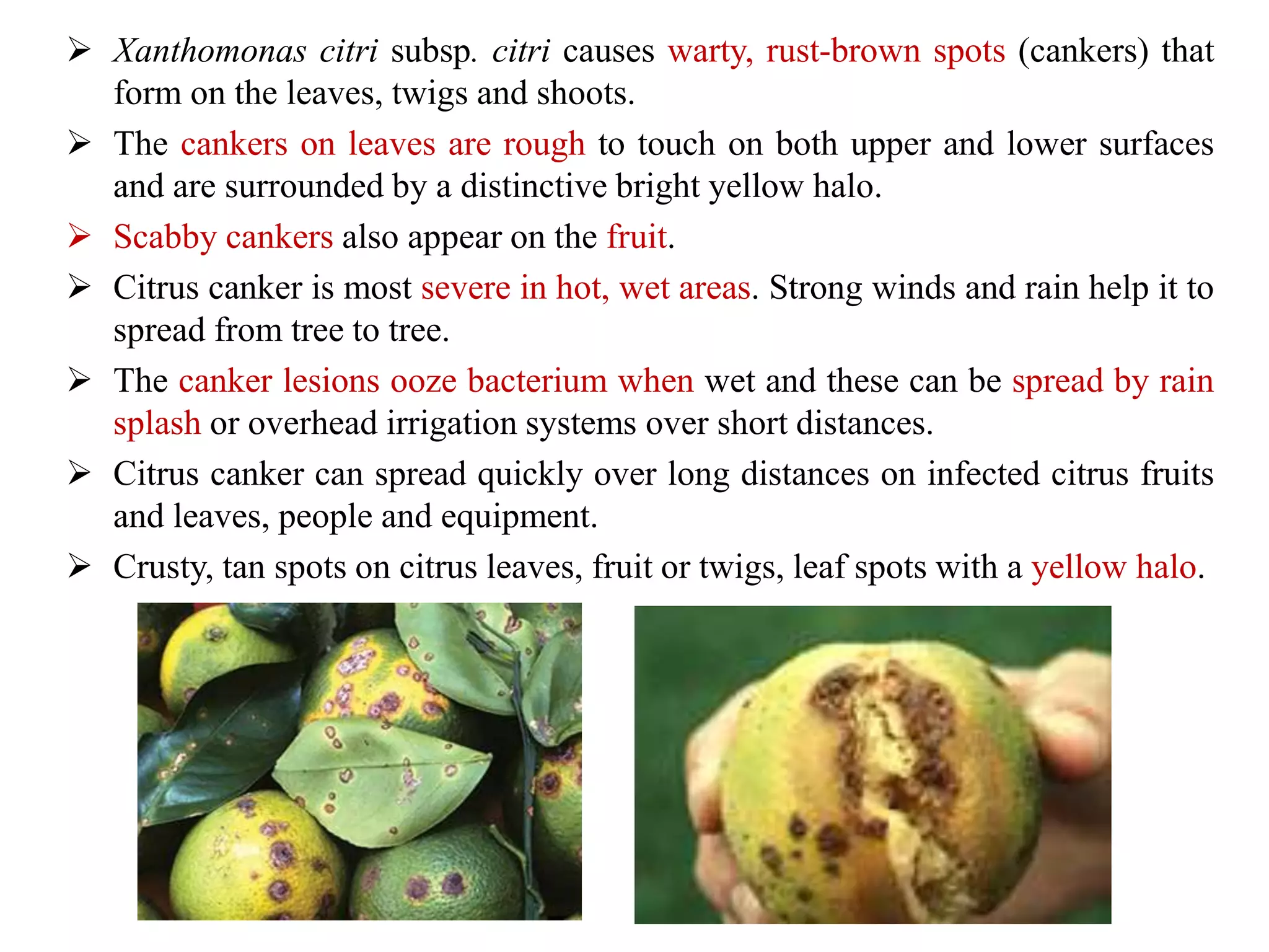  Xanthomonas citri subsp. citri causes warty, rust-brown spots (cankers) that
form on the leaves, twigs and shoots.
 The cankers on leaves are rough to touch on both upper and lower surfaces
and are surrounded by a distinctive bright yellow halo.
 Scabby cankers also appear on the fruit.
 Citrus canker is most severe in hot, wet areas. Strong winds and rain help it to
spread from tree to tree.
 The canker lesions ooze bacterium when wet and these can be spread by rain
splash or overhead irrigation systems over short distances.
 Citrus canker can spread quickly over long distances on infected citrus fruits
and leaves, people and equipment.
 Crusty, tan spots on citrus leaves, fruit or twigs, leaf spots with a yellow halo.
 