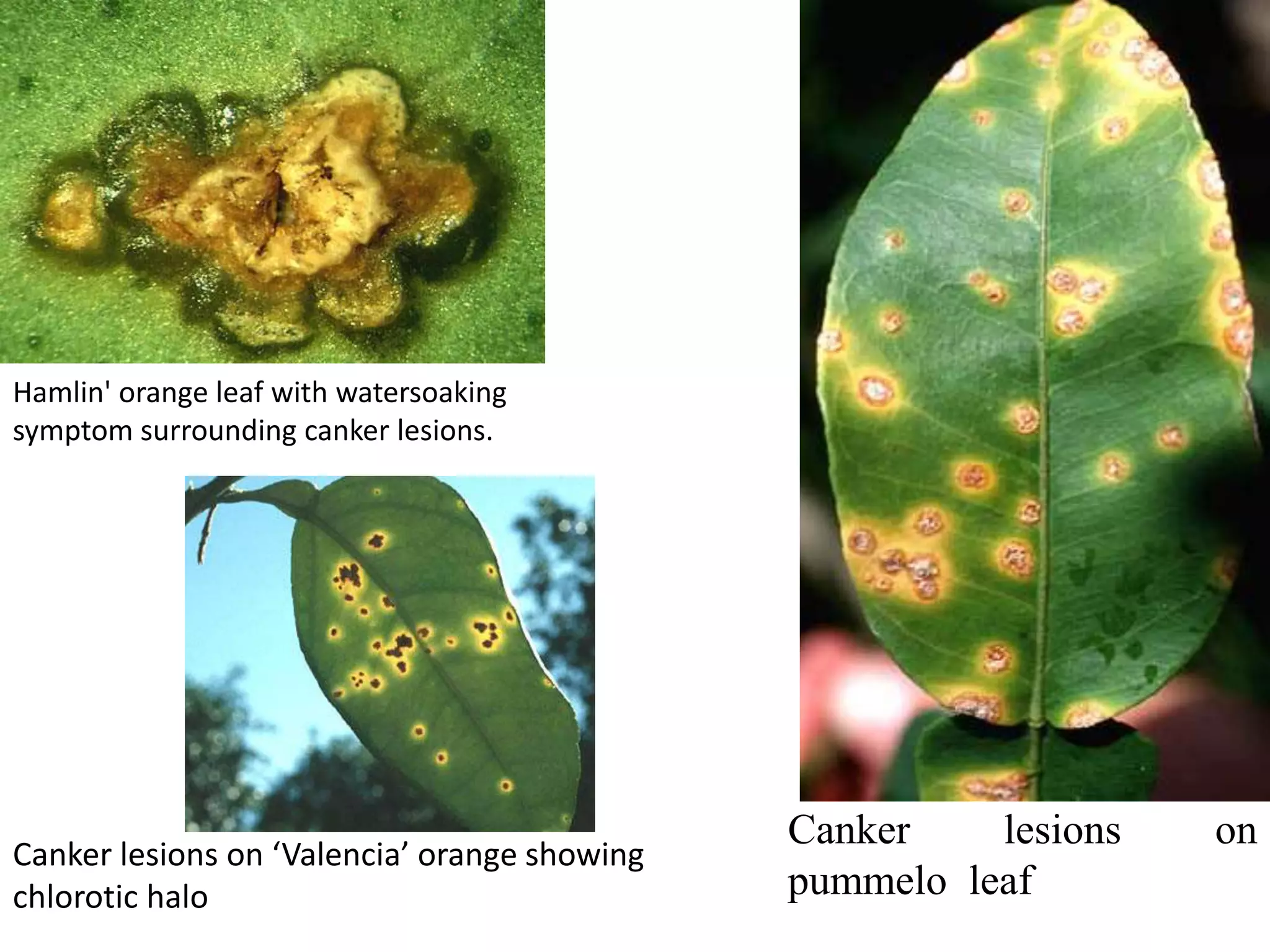 Hamlin' orange leaf with watersoaking
symptom surrounding canker lesions.
Canker lesions on
pummelo leaf
Canker lesions on ‘Valencia’ orange showing
chlorotic halo
 