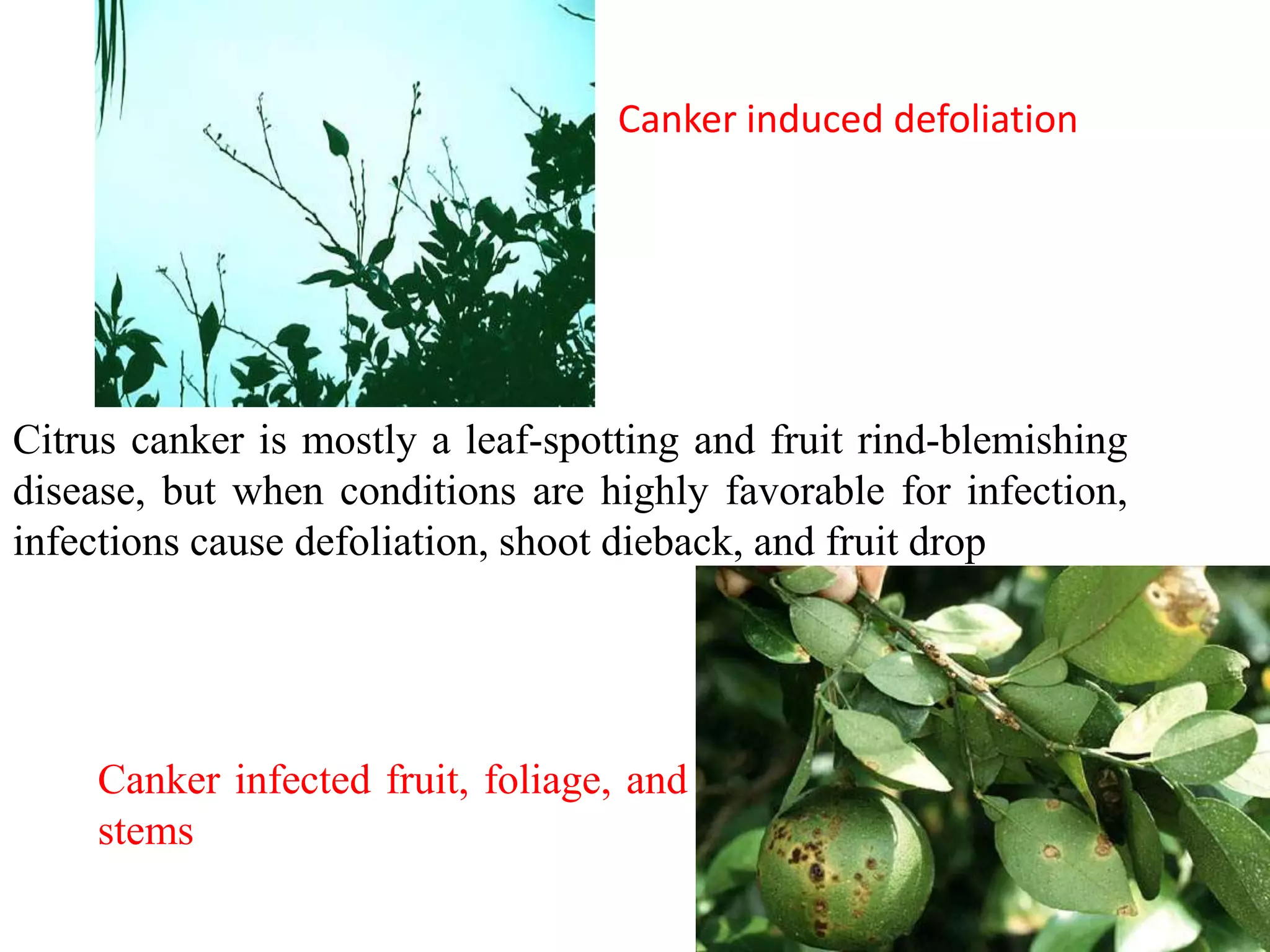 Canker induced defoliation
Citrus canker is mostly a leaf-spotting and fruit rind-blemishing
disease, but when conditions are highly favorable for infection,
infections cause defoliation, shoot dieback, and fruit drop
Canker infected fruit, foliage, and
stems
 