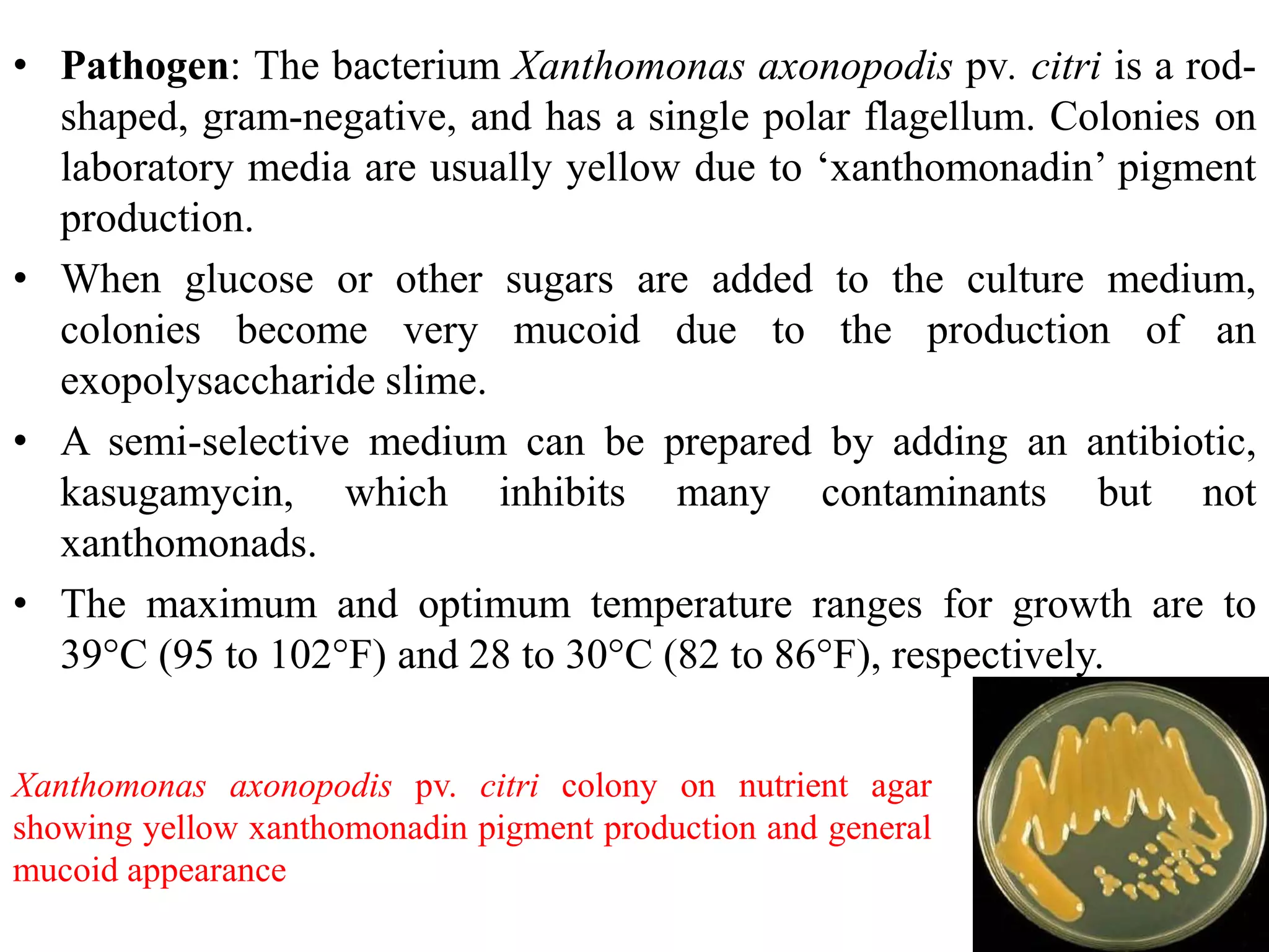 • Pathogen: The bacterium Xanthomonas axonopodis pv. citri is a rod-
shaped, gram-negative, and has a single polar flagellum. Colonies on
laboratory media are usually yellow due to ‘xanthomonadin’ pigment
production.
• When glucose or other sugars are added to the culture medium,
colonies become very mucoid due to the production of an
exopolysaccharide slime.
• A semi-selective medium can be prepared by adding an antibiotic,
kasugamycin, which inhibits many contaminants but not
xanthomonads.
• The maximum and optimum temperature ranges for growth are to
39°C (95 to 102°F) and 28 to 30°C (82 to 86°F), respectively.
Xanthomonas axonopodis pv. citri colony on nutrient agar
showing yellow xanthomonadin pigment production and general
mucoid appearance
 
