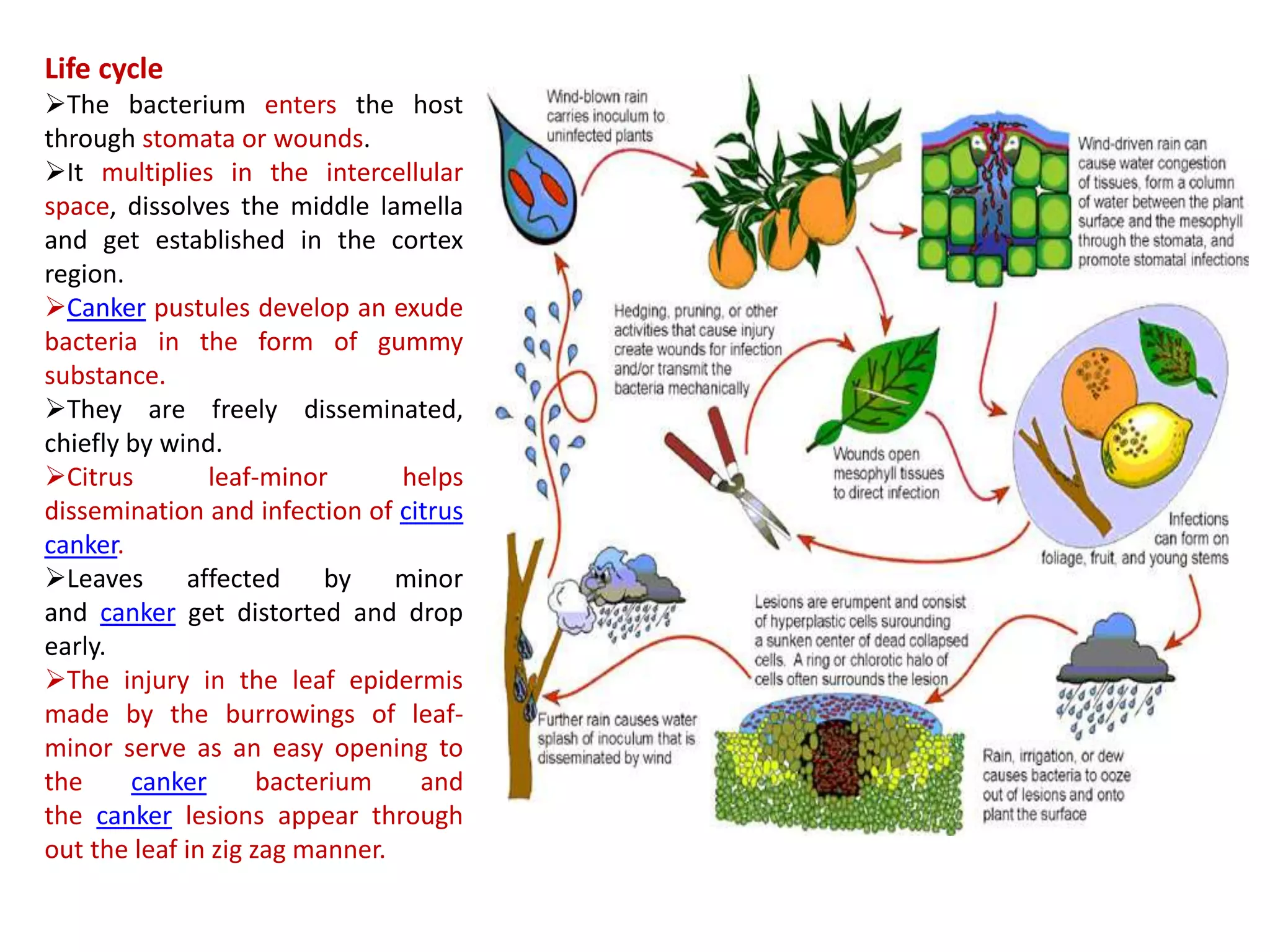 Life cycle
The bacterium enters the host
through stomata or wounds.
It multiplies in the intercellular
space, dissolves the middle lamella
and get established in the cortex
region.
Canker pustules develop an exude
bacteria in the form of gummy
substance.
They are freely disseminated,
chiefly by wind.
Citrus leaf-minor helps
dissemination and infection of citrus
canker.
Leaves affected by minor
and canker get distorted and drop
early.
The injury in the leaf epidermis
made by the burrowings of leaf-
minor serve as an easy opening to
the canker bacterium and
the canker lesions appear through
out the leaf in zig zag manner.
 