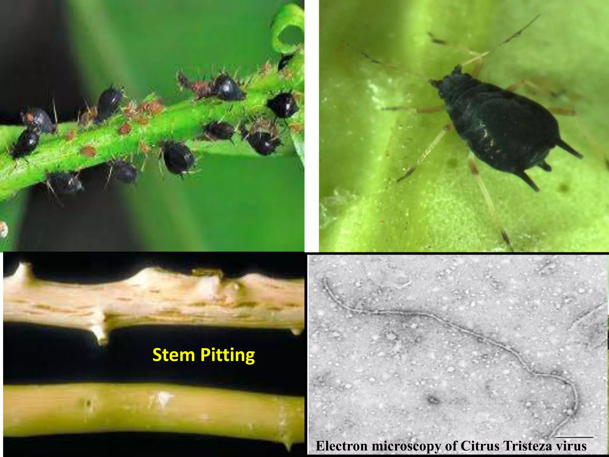 Stem Pitting
Electron microscopy of Citrus Tristeza virus
 