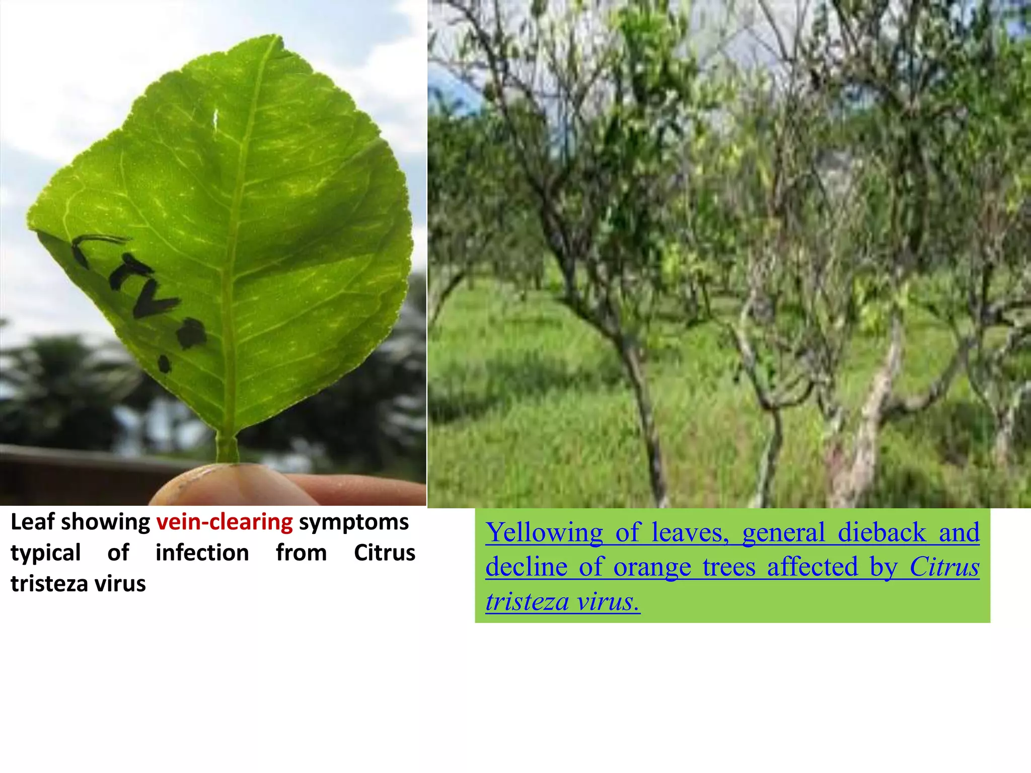 Leaf showing vein-clearing symptoms
typical of infection from Citrus
tristeza virus
Yellowing of leaves, general dieback and
decline of orange trees affected by Citrus
tristeza virus.
 