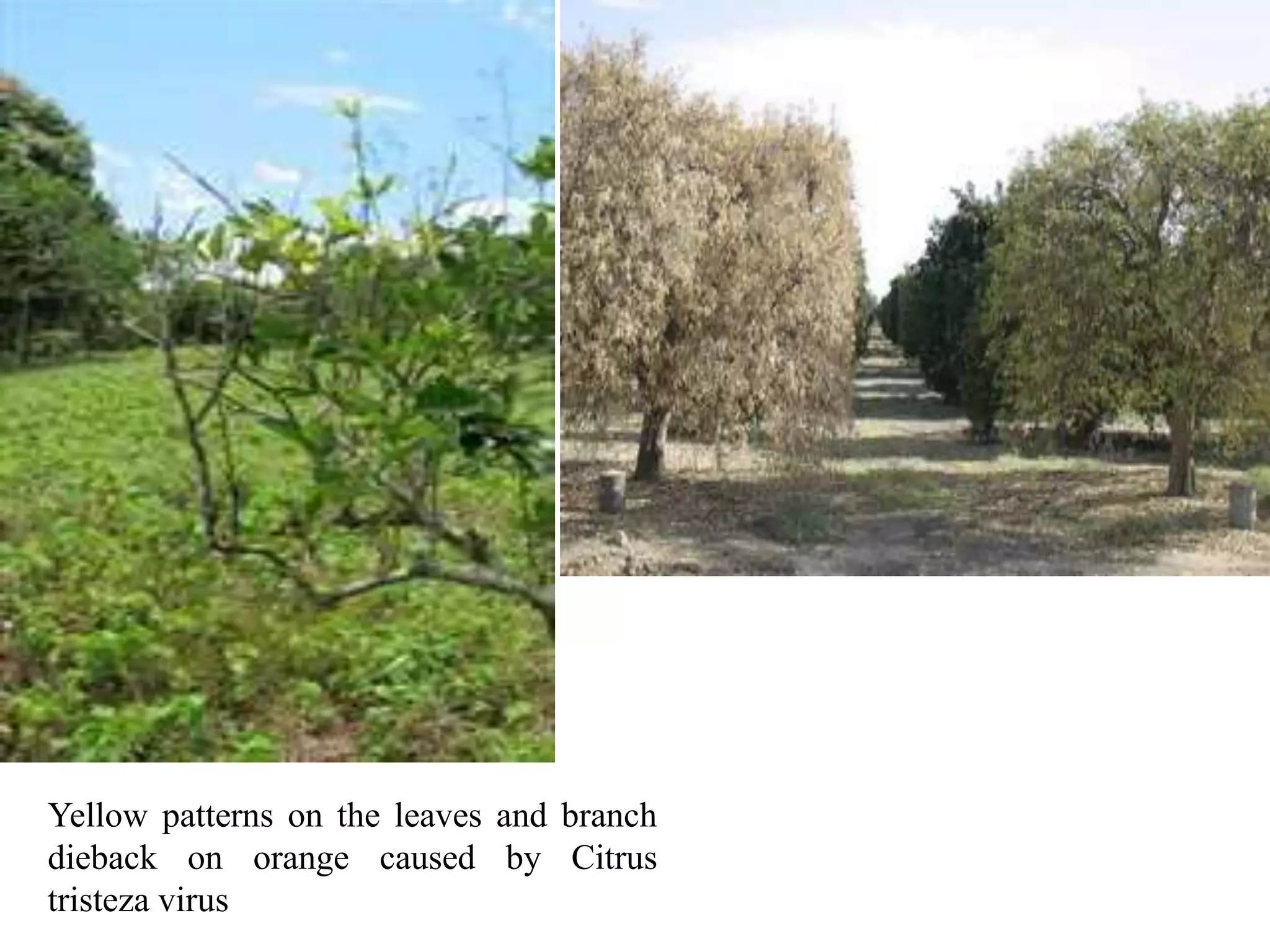 Yellow patterns on the leaves and branch
dieback on orange caused by Citrus
tristeza virus
 