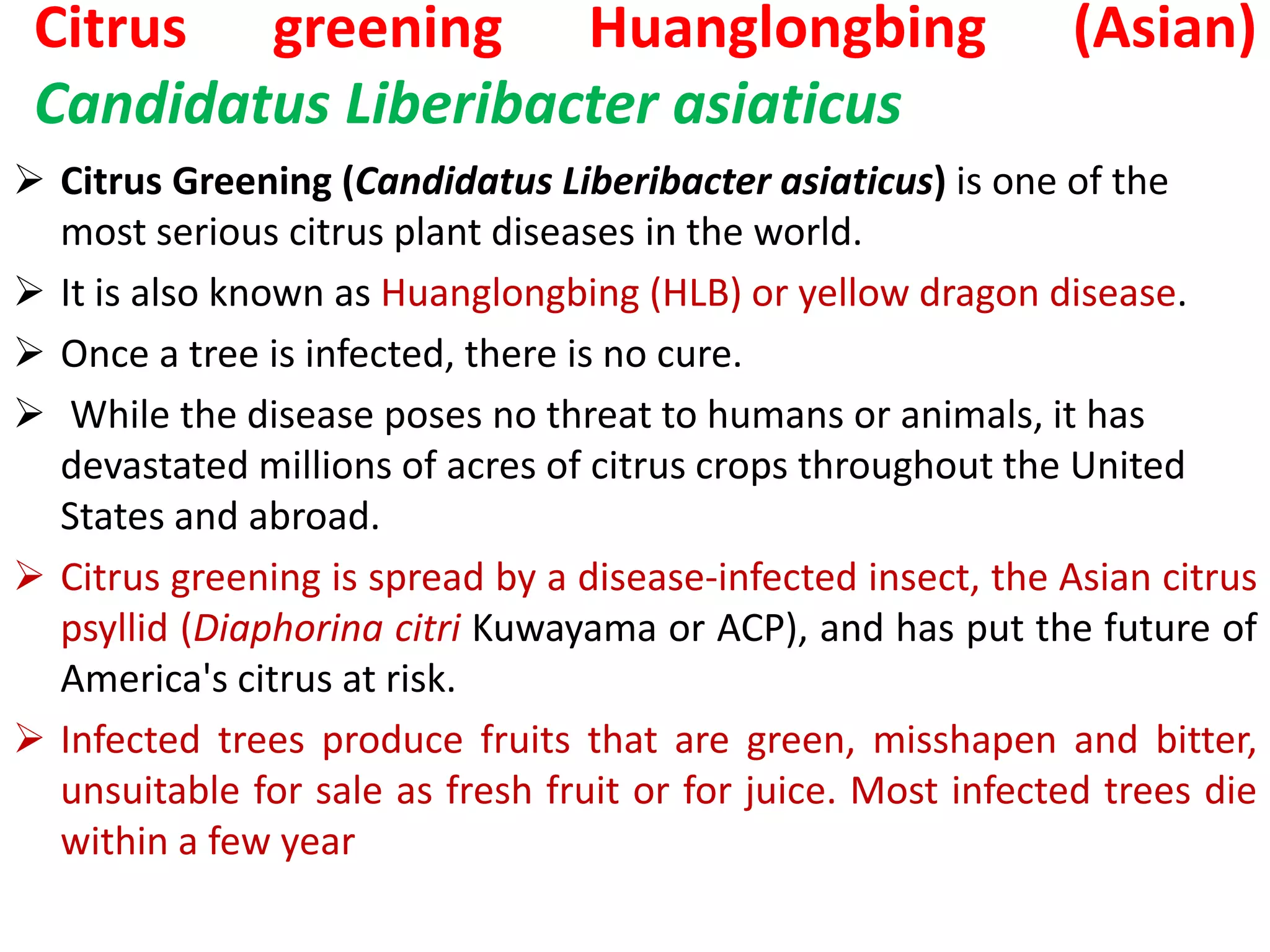 Citrus greening Huanglongbing (Asian)
Candidatus Liberibacter asiaticus
 Citrus Greening (Candidatus Liberibacter asiaticus) is one of the
most serious citrus plant diseases in the world.
 It is also known as Huanglongbing (HLB) or yellow dragon disease.
 Once a tree is infected, there is no cure.
 While the disease poses no threat to humans or animals, it has
devastated millions of acres of citrus crops throughout the United
States and abroad.
 Citrus greening is spread by a disease-infected insect, the Asian citrus
psyllid (Diaphorina citri Kuwayama or ACP), and has put the future of
America's citrus at risk.
 Infected trees produce fruits that are green, misshapen and bitter,
unsuitable for sale as fresh fruit or for juice. Most infected trees die
within a few year
 