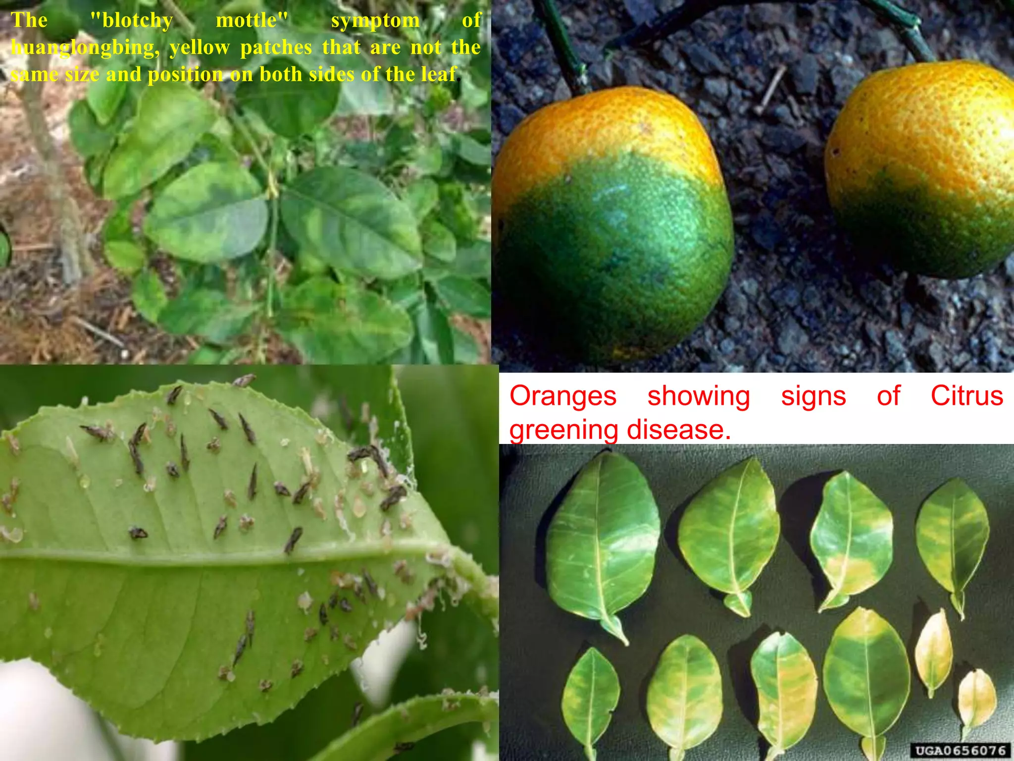 Oranges showing signs of Citrus
greening disease.
The "blotchy mottle" symptom of
huanglongbing, yellow patches that are not the
same size and position on both sides of the leaf.
 