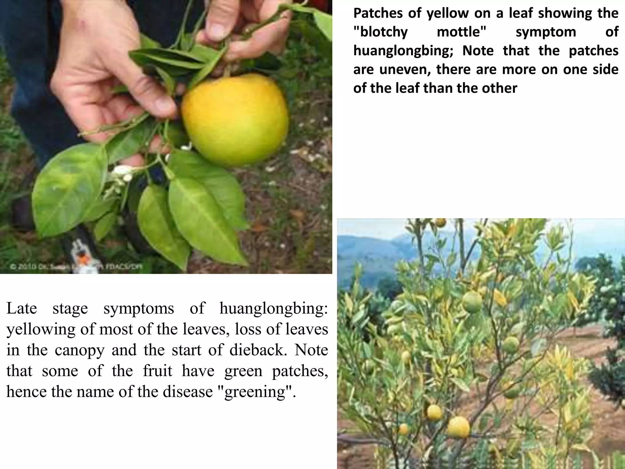 Patches of yellow on a leaf showing the
"blotchy mottle" symptom of
huanglongbing; Note that the patches
are uneven, there are more on one side
of the leaf than the other
Late stage symptoms of huanglongbing:
yellowing of most of the leaves, loss of leaves
in the canopy and the start of dieback. Note
that some of the fruit have green patches,
hence the name of the disease "greening".
 