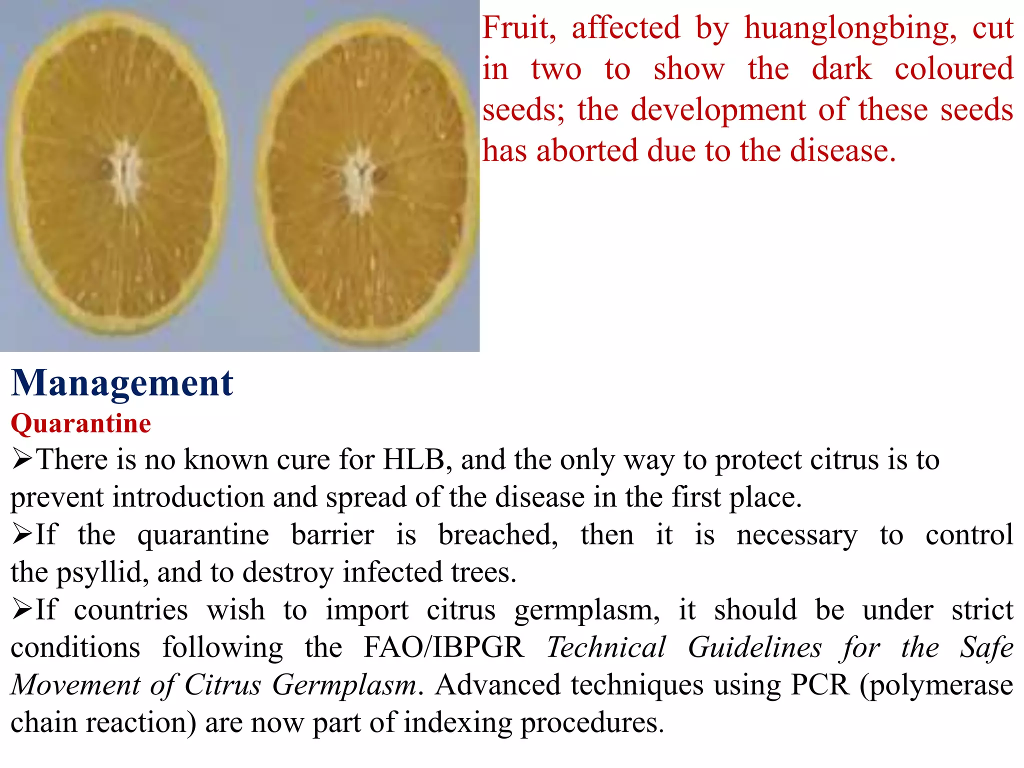 Fruit, affected by huanglongbing, cut
in two to show the dark coloured
seeds; the development of these seeds
has aborted due to the disease.
Management
Quarantine
There is no known cure for HLB, and the only way to protect citrus is to
prevent introduction and spread of the disease in the first place.
If the quarantine barrier is breached, then it is necessary to control
the psyllid, and to destroy infected trees.
If countries wish to import citrus germplasm, it should be under strict
conditions following the FAO/IBPGR Technical Guidelines for the Safe
Movement of Citrus Germplasm. Advanced techniques using PCR (polymerase
chain reaction) are now part of indexing procedures.
 