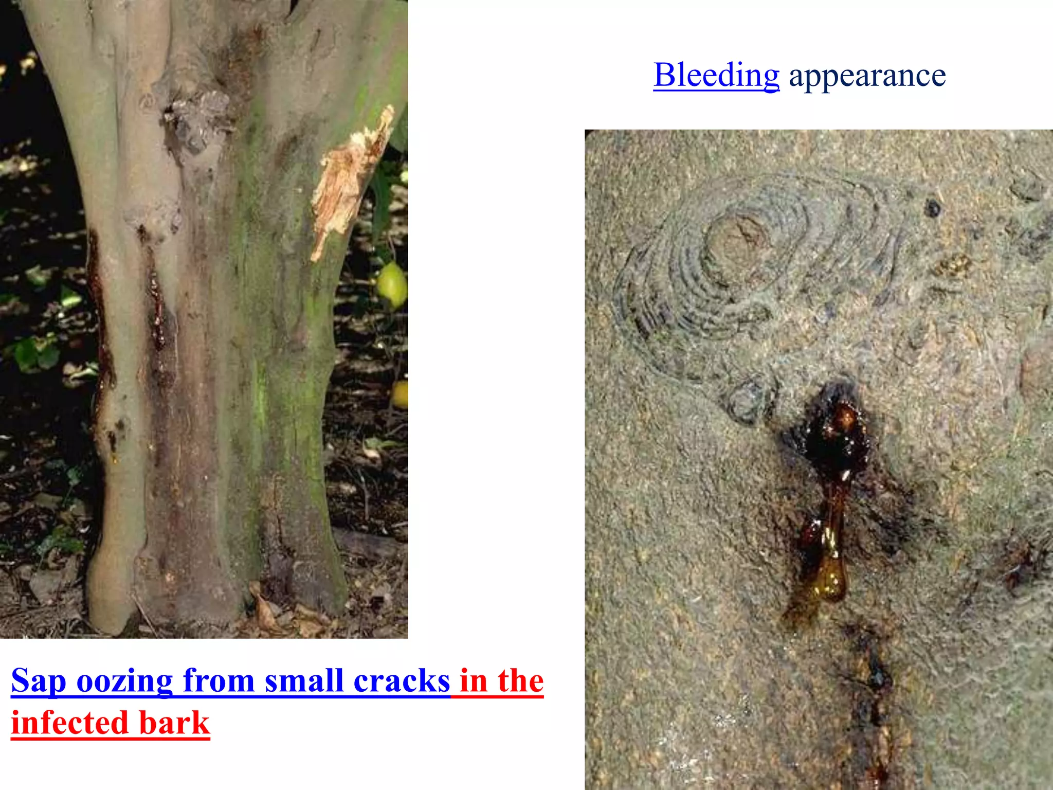 Sap oozing from small cracks in the
infected bark
Bleeding appearance
 