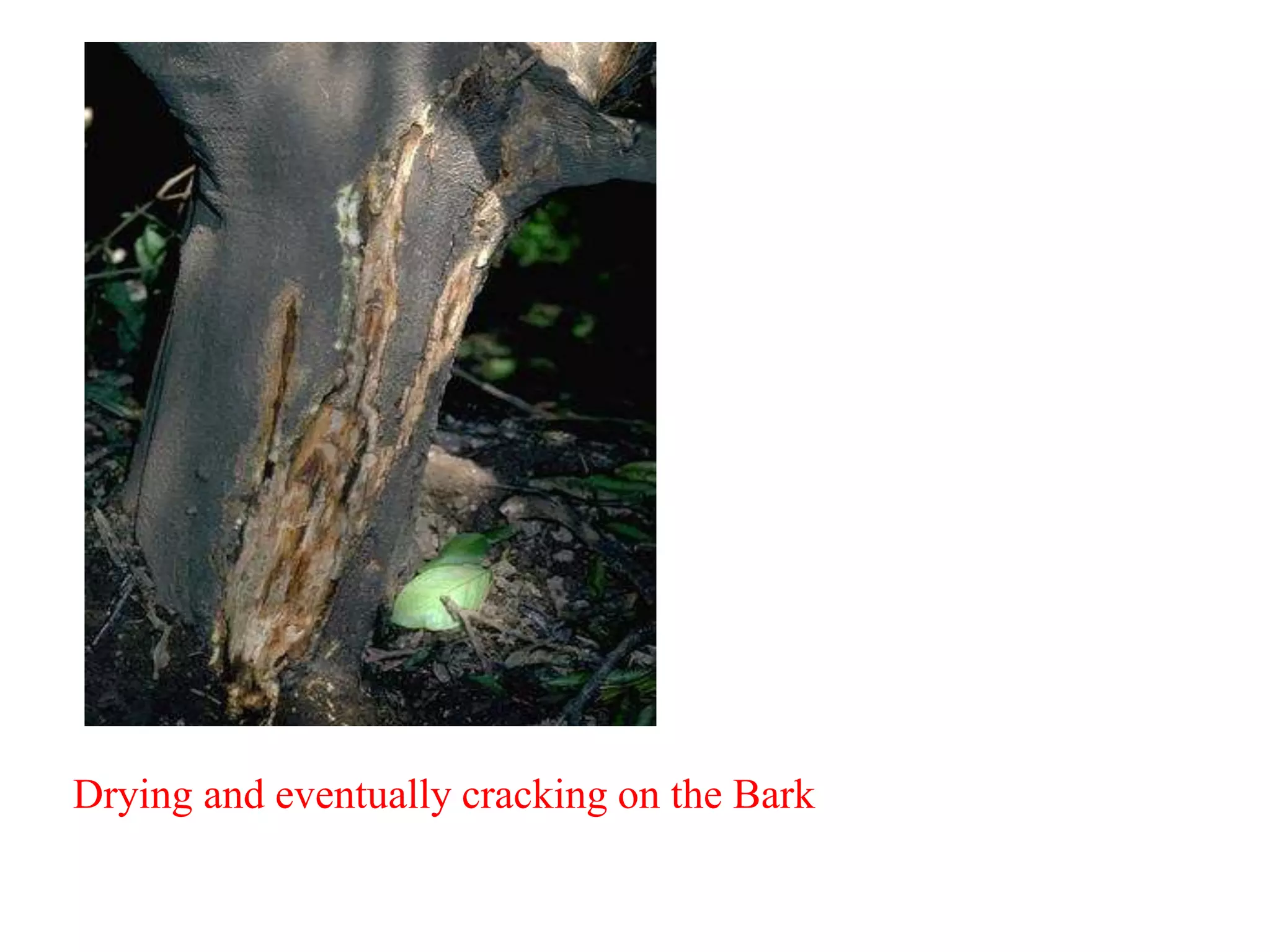 Drying and eventually cracking on the Bark
 