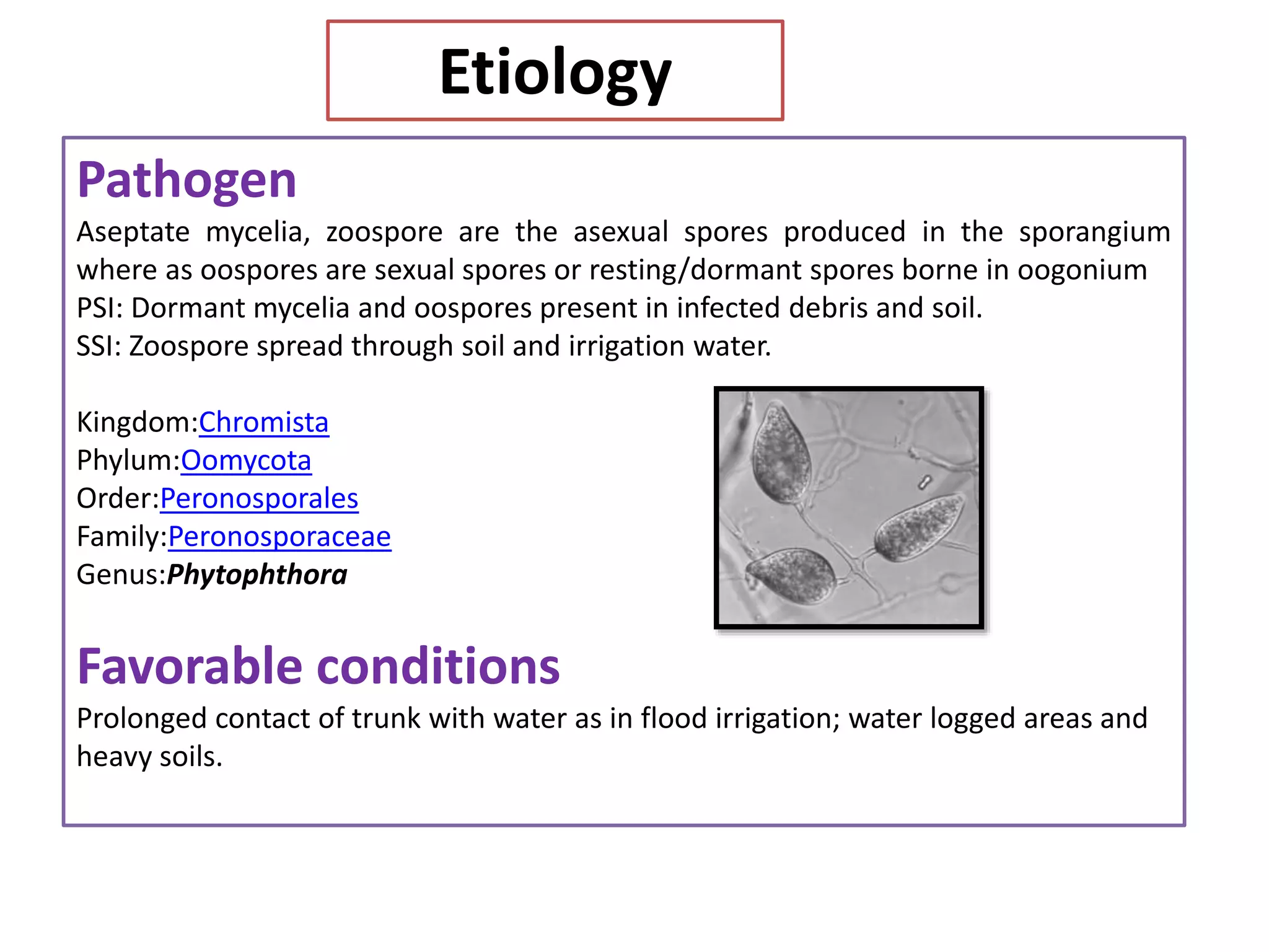 Pathogen
Aseptate mycelia, zoospore are the asexual spores produced in the sporangium
where as oospores are sexual spores or resting/dormant spores borne in oogonium
PSI: Dormant mycelia and oospores present in infected debris and soil.
SSI: Zoospore spread through soil and irrigation water.
Kingdom:Chromista
Phylum:Oomycota
Order:Peronosporales
Family:Peronosporaceae
Genus:Phytophthora
Favorable conditions
Prolonged contact of trunk with water as in flood irrigation; water logged areas and
heavy soils.
Etiology
 