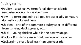 Poultry Terminology Worksheet.pdf animal science presentation agricultural | PDF
