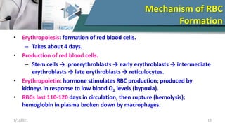 Stimulus For Rbc Production APPLIED PHYSIOLOGY - BLOOD | PPT